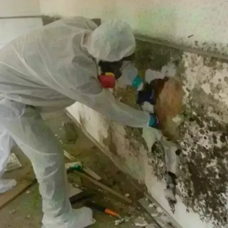 Mold Remediation and Removal in West Falmouth, MA